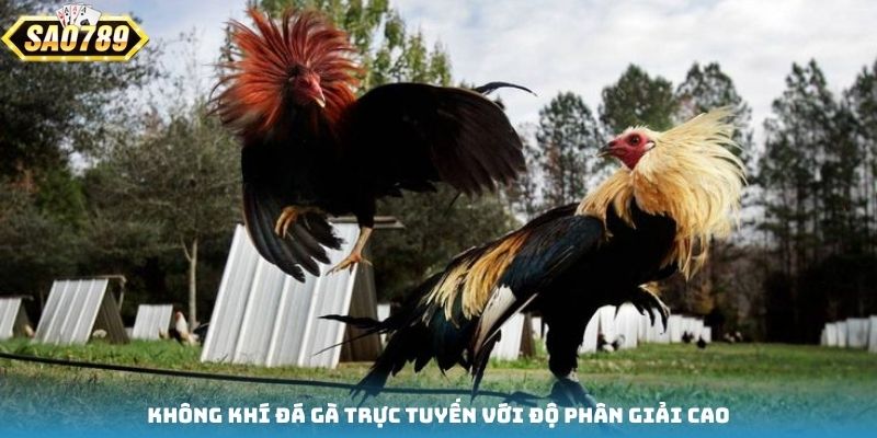 Không khí đá gà trực tuyến với độ phân giải cao